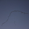 Big bird