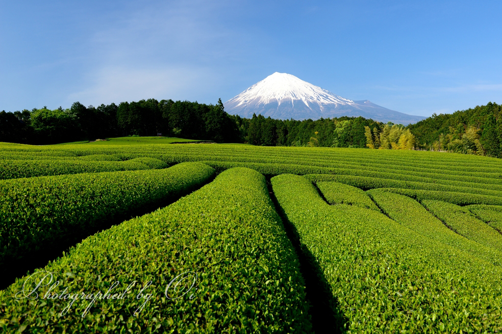 茶摘みは終われど