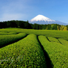 茶摘みは終われど
