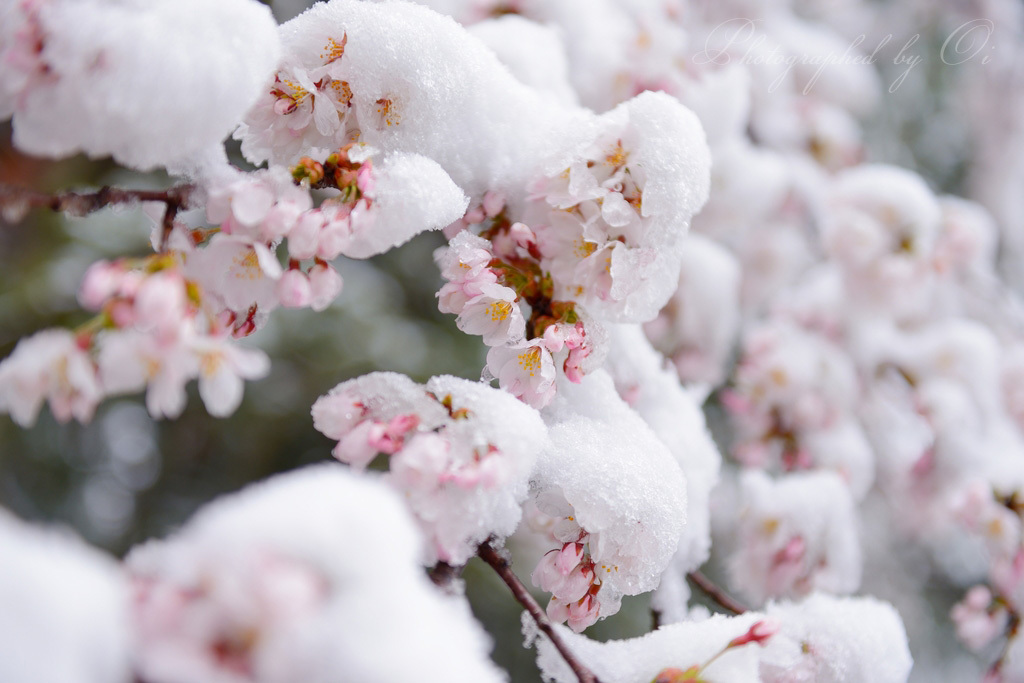 雪桜