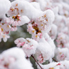 雪桜