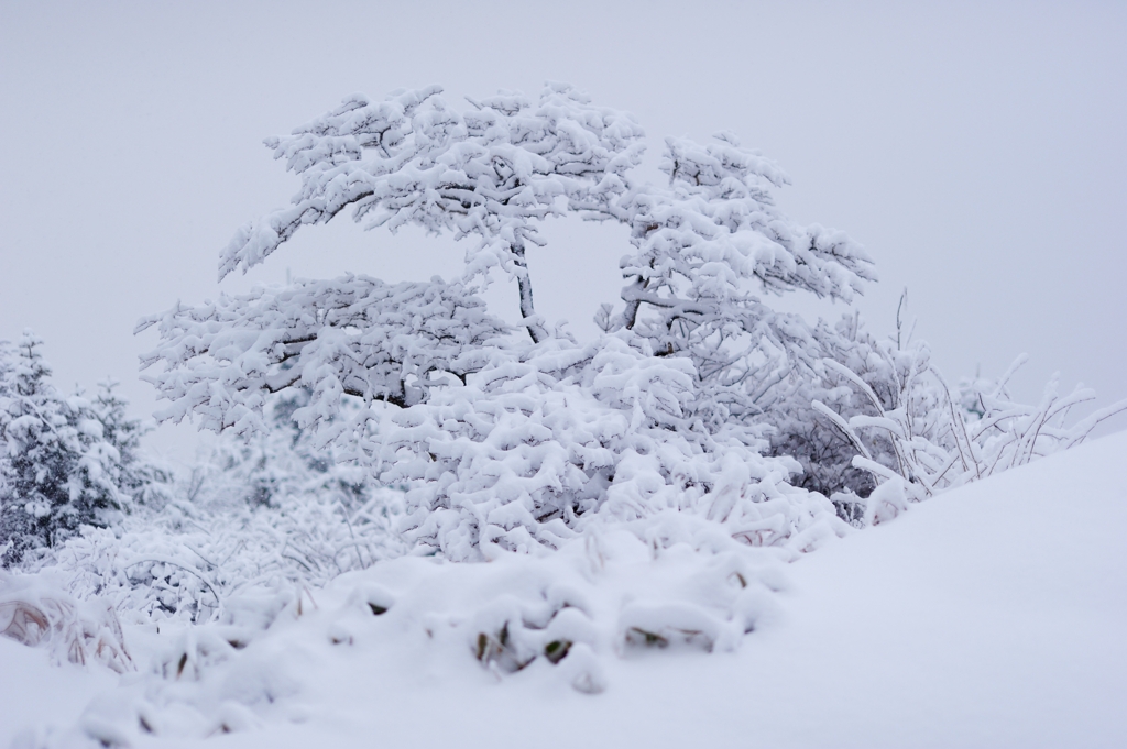 雪の花