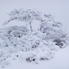 雪の花