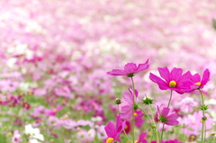＊お花畑＊