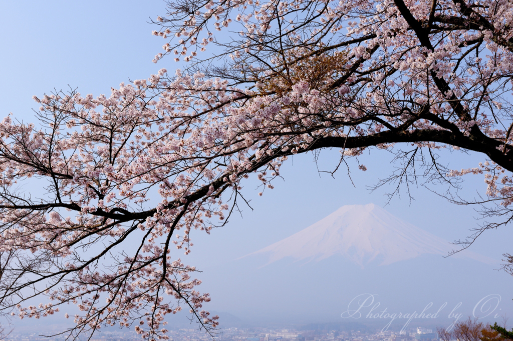 桜のアーチ