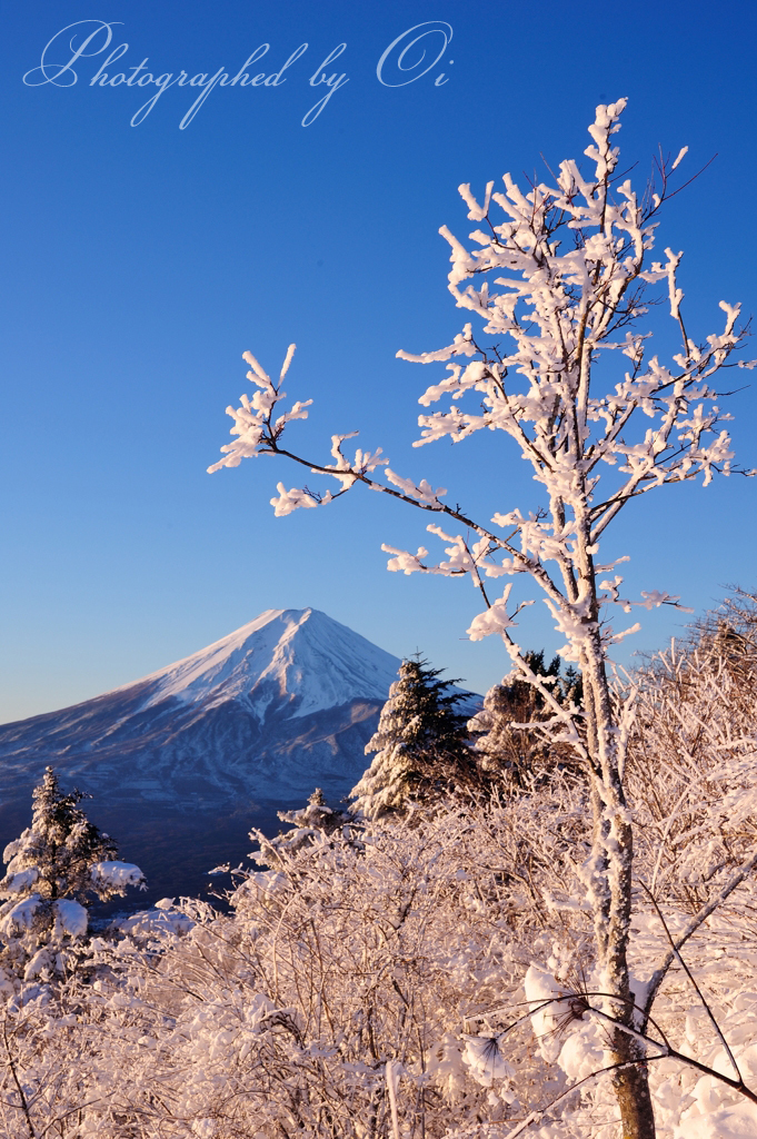 ささやかに咲く雪の花