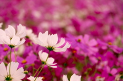 秋桜乱舞