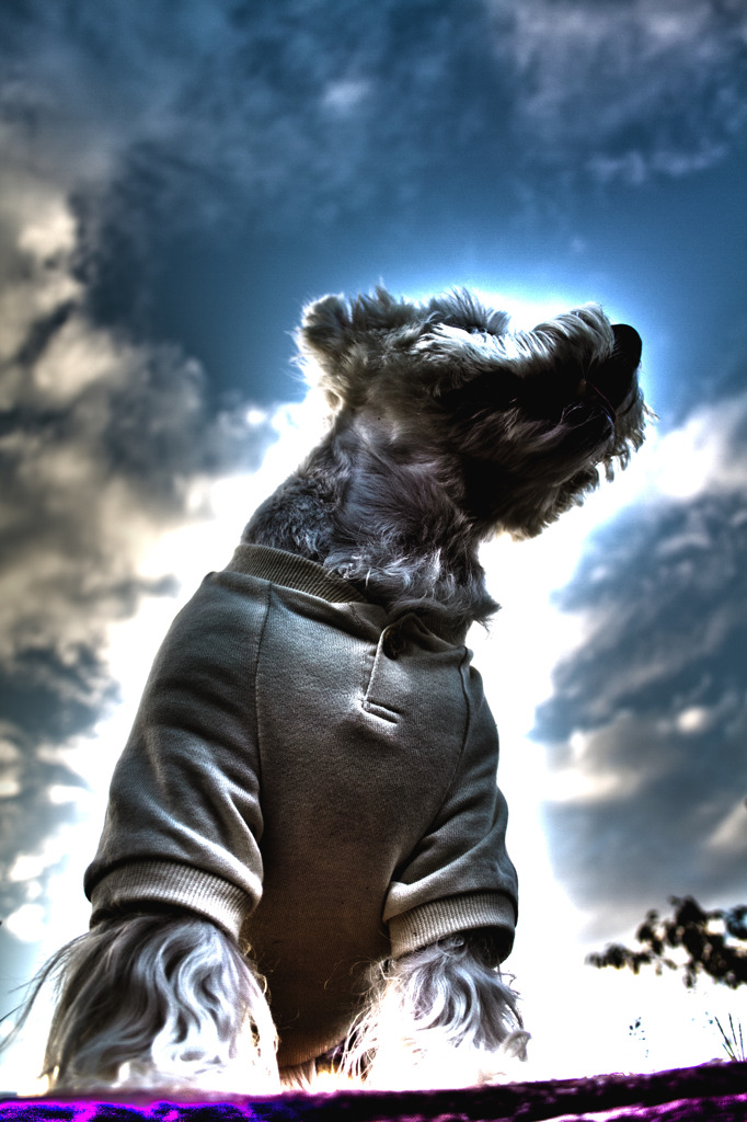 HDR だいず