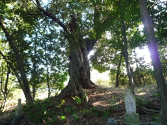 Sunshine filtering through foliage