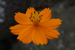 黄花コスモス