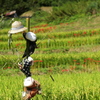 明日香村の案山子