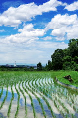 大阪の夏、田園の夏