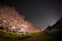 sakura並木
