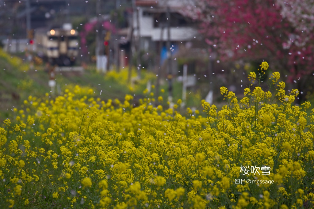 ☆桜吹雪