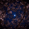 月桜に思う