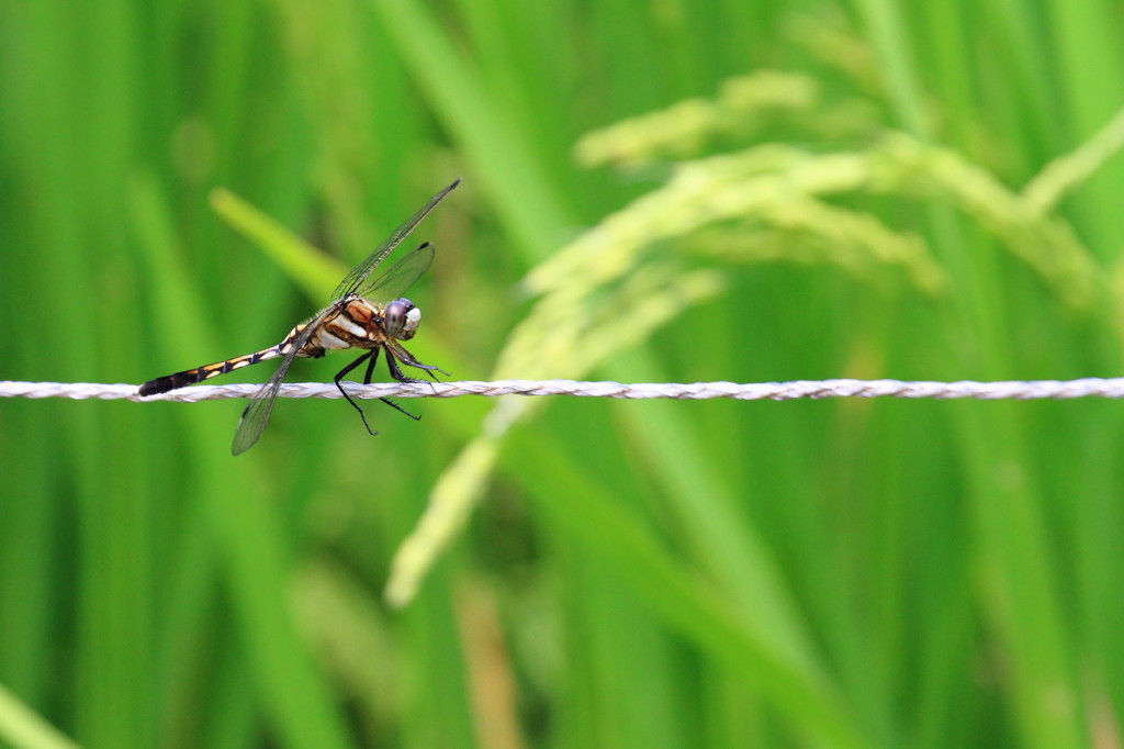 rope walking