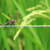 rope walking
