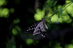green swallowtail