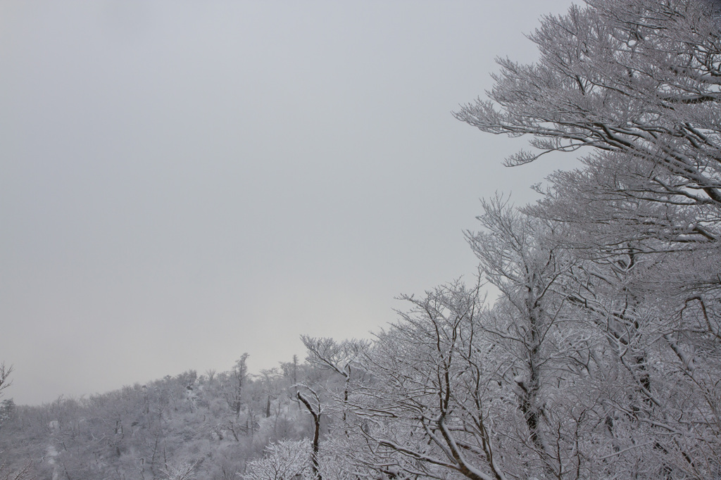 雪の華