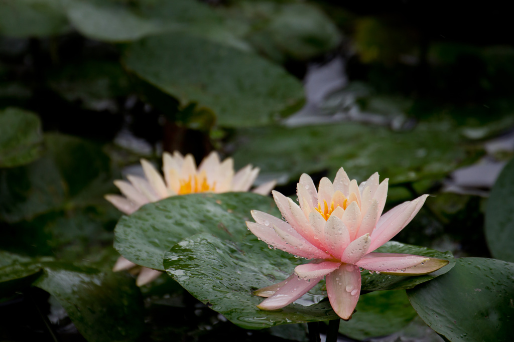 Water lily -2-