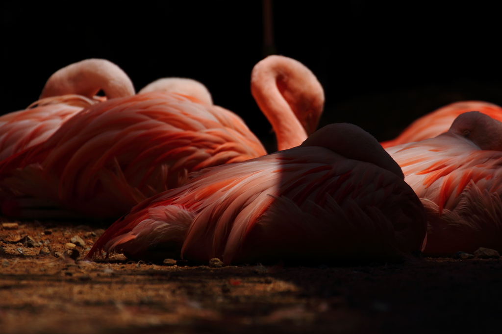 Flamingo color