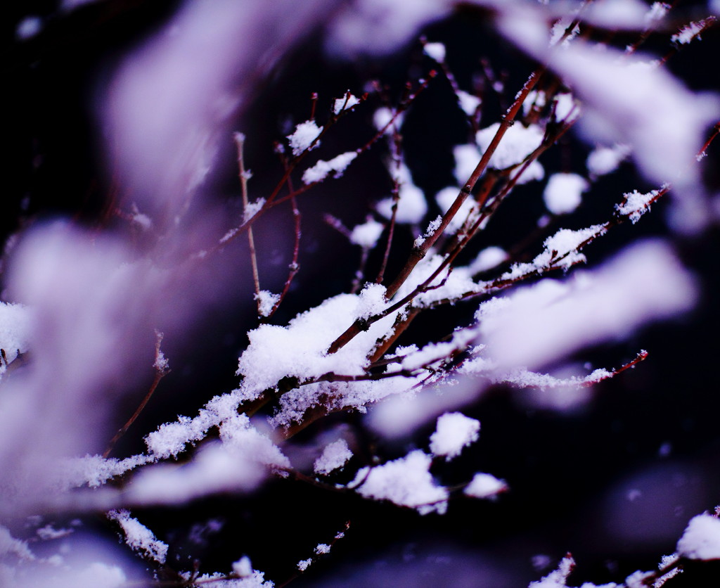 冬桜乱舞　-tououranbu-