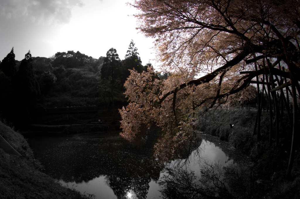 一本桜