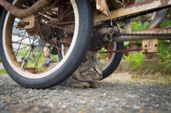 猫のある一日