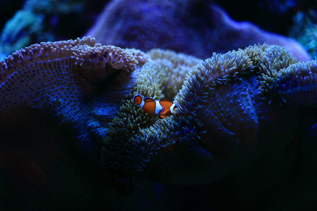 healing nemo