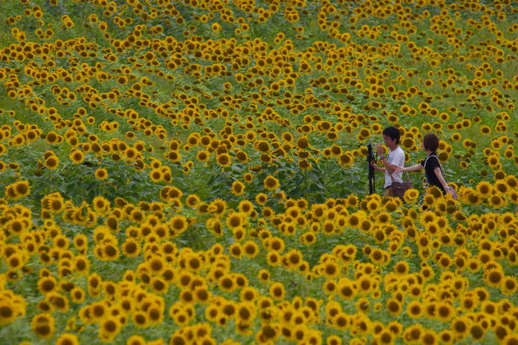 夏の中心