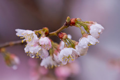 Sakura rain 