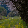 sakura air