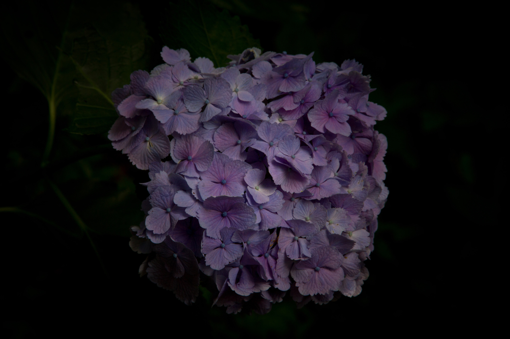 feeling of a hydrangea