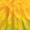 黄色　-yellow -