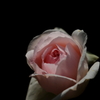 silent rose
