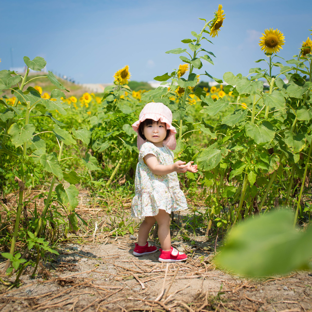 夏の太陽