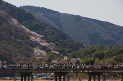 桜滝を眺め