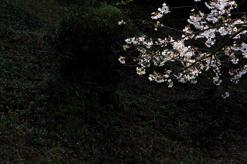 静桜の下で