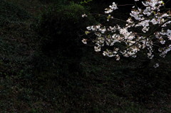 静桜の下で