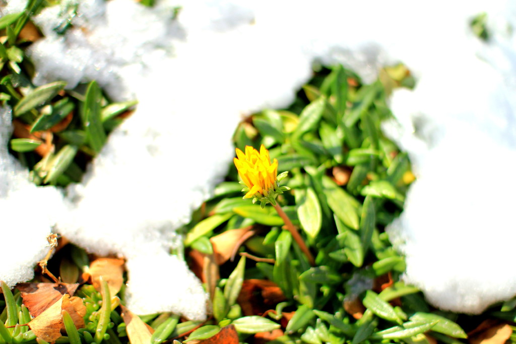 雪解けあとに