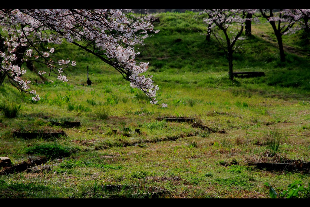 桜流るる