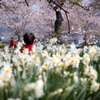 Under a sakura