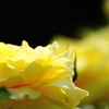 檸檬色 -lemon-