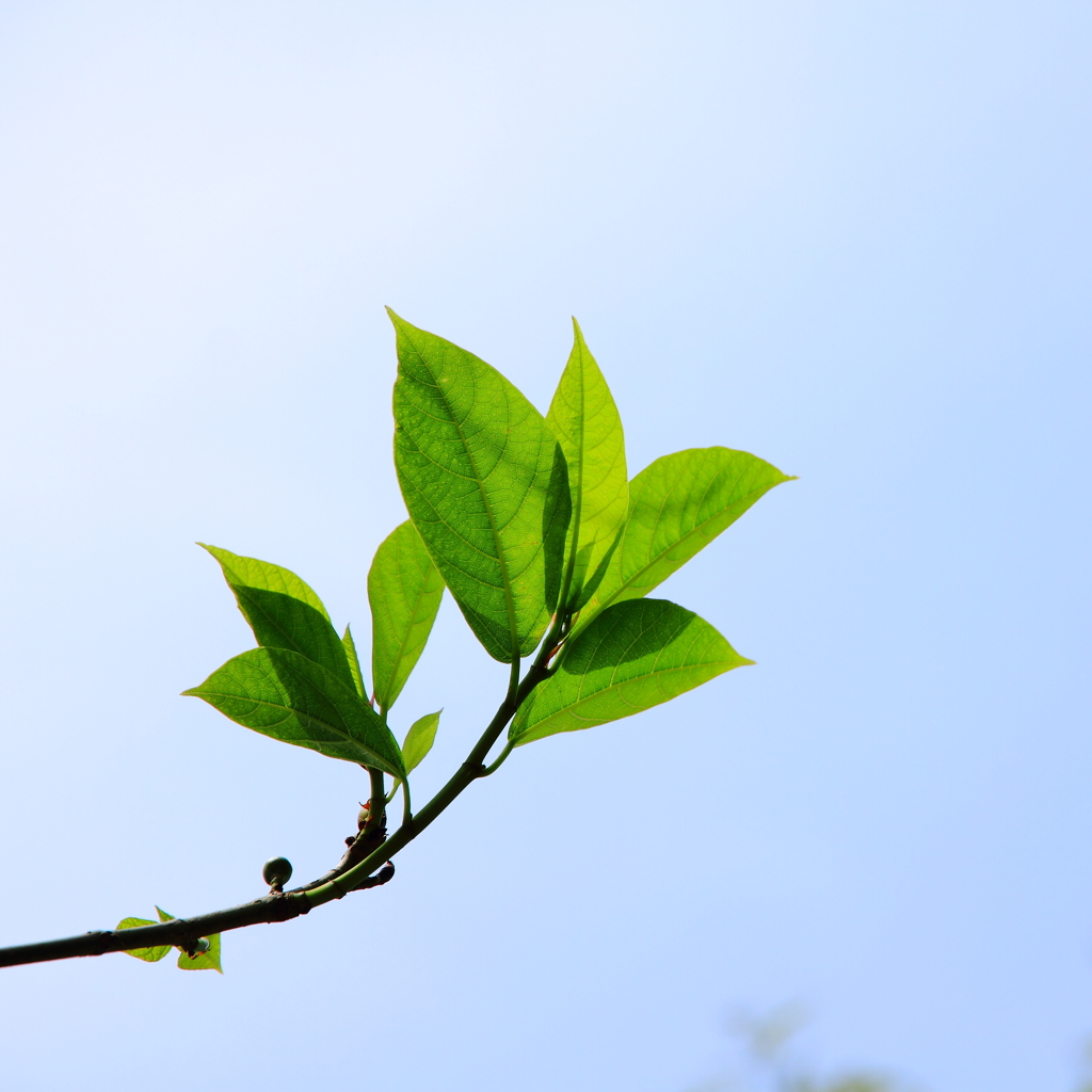 Green leaf