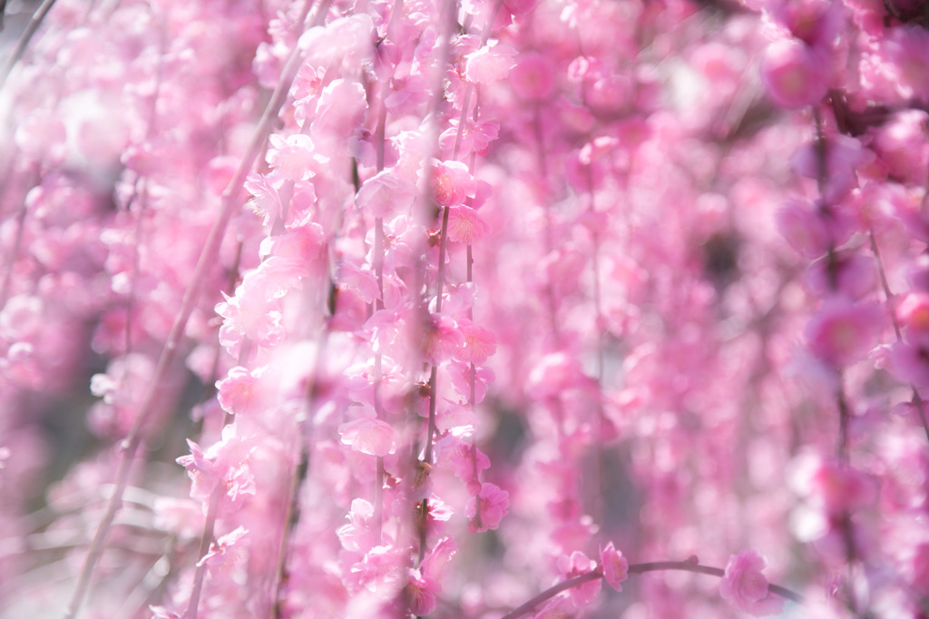 spring shower