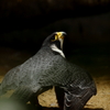 隼　-HAYABUSA-
