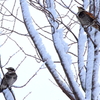 初鳥パシャ　-ツグミちゃん-