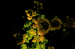隠れ菜の花