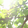 夏の木漏れひ^^