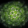 White clover